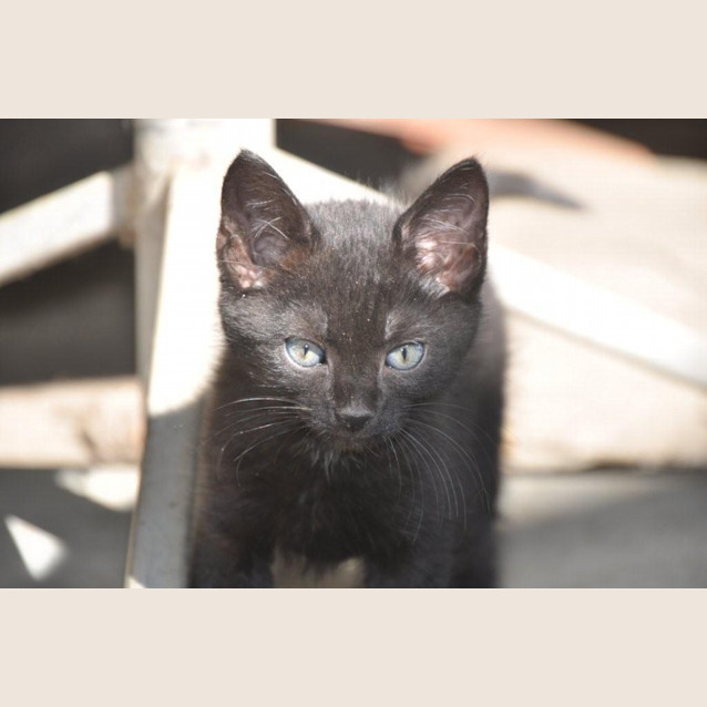 Photo of "Sherman" Purrfect Match