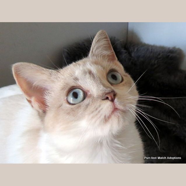 Photo of "Cinnamon"   Purrfect Match