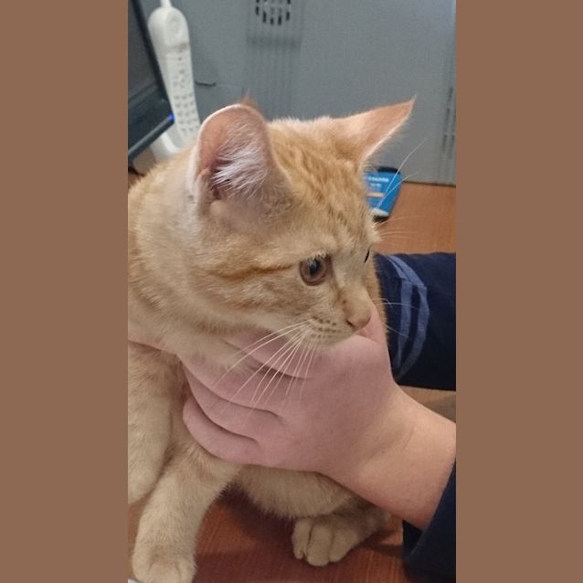 Photo of George Weasley