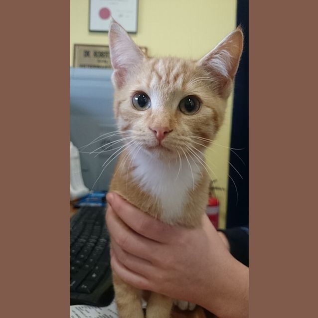 Photo of Fred Weasley