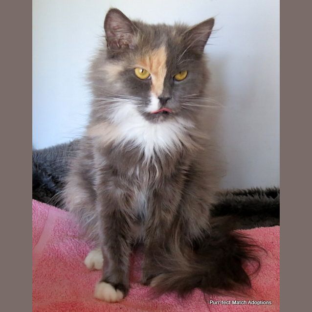 Photo of "Anastasia"   Purrfect Match