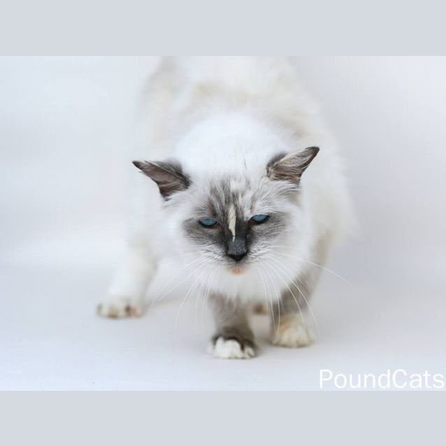 Photo of "Allegra" Purrfect Match