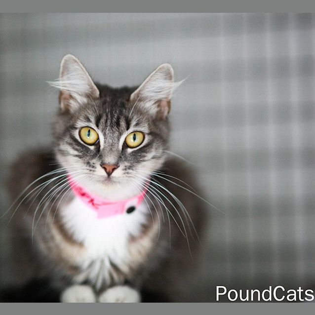 Photo of "Brianne"   Purrfect Match