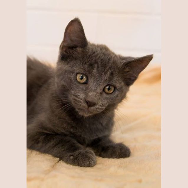 Photo of Shadow