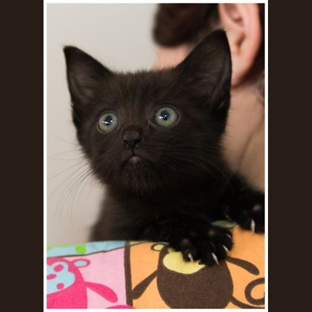 Photo of Stitch