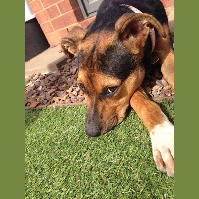 Photo of Sparkles Good With Kids, Dogs And Baby Pigs