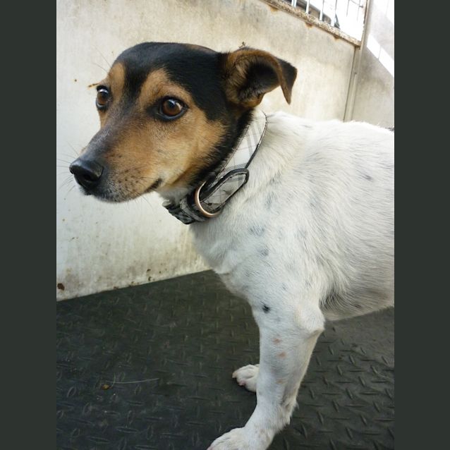 Photo of Toby (D651)