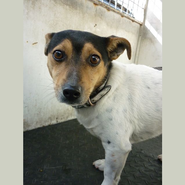 Photo of Toby (D651)