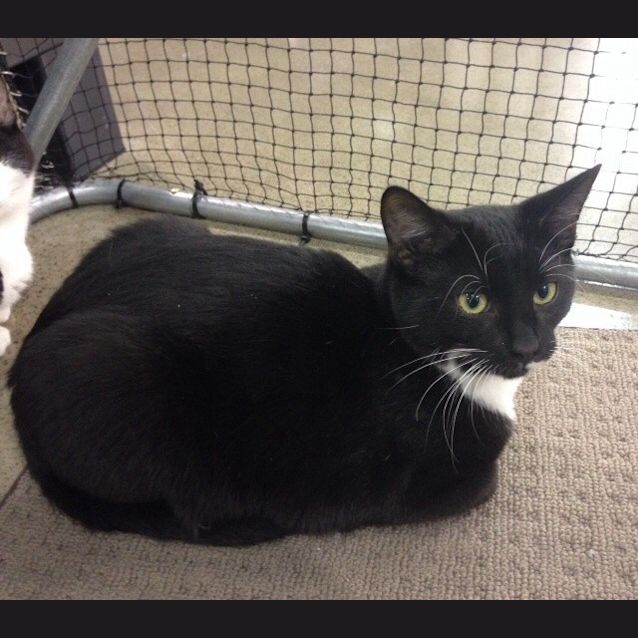 Photo of Toby