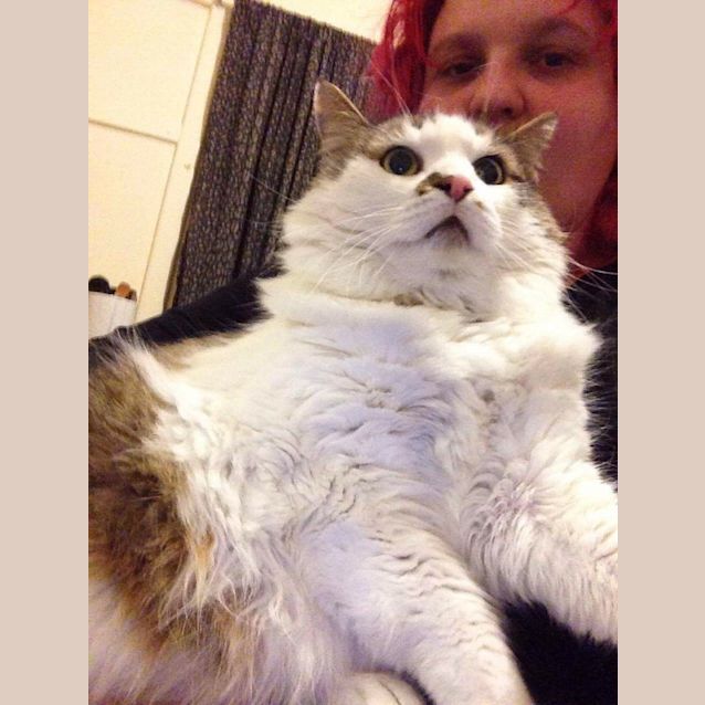 Photo of Kujo