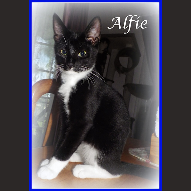 Photo of Alfie