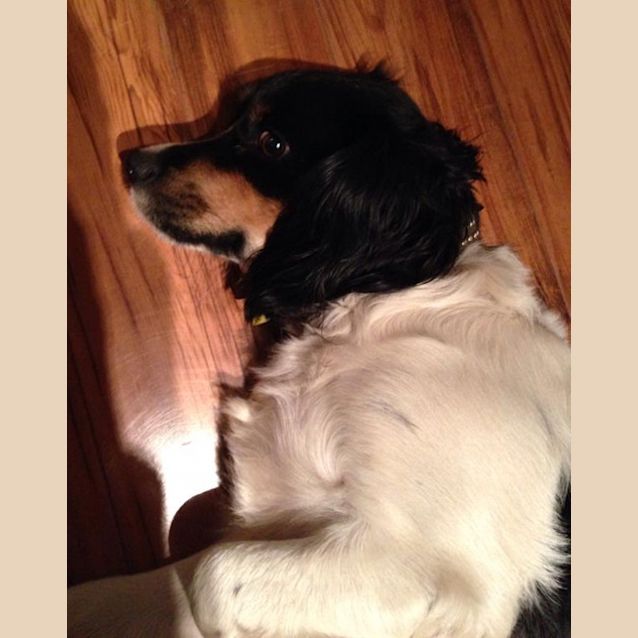 Photo of Baxter
