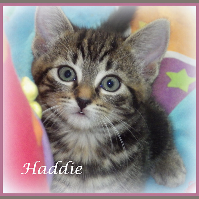 Photo of Haddie