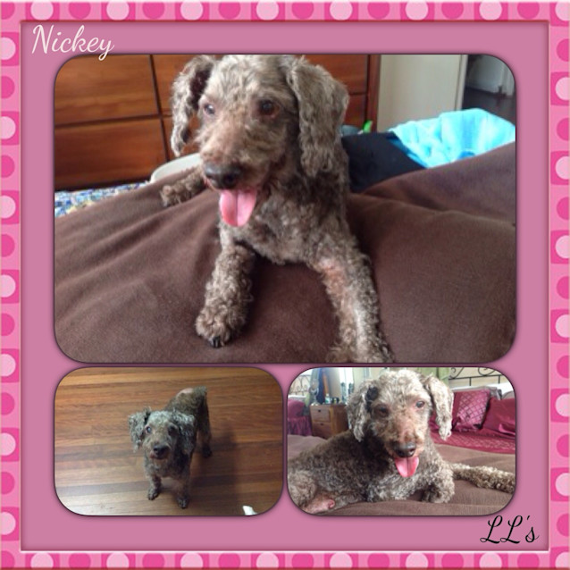 Photo of Nickey