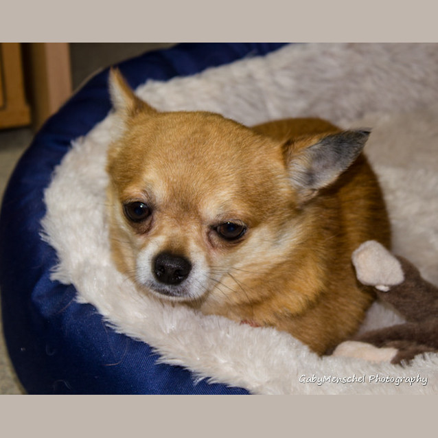 Photo of Max
