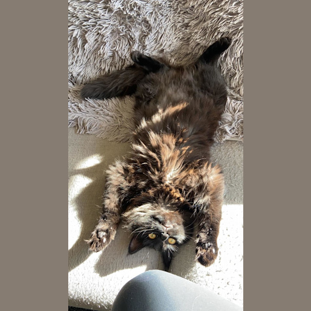 Photo of Bandit & Junior