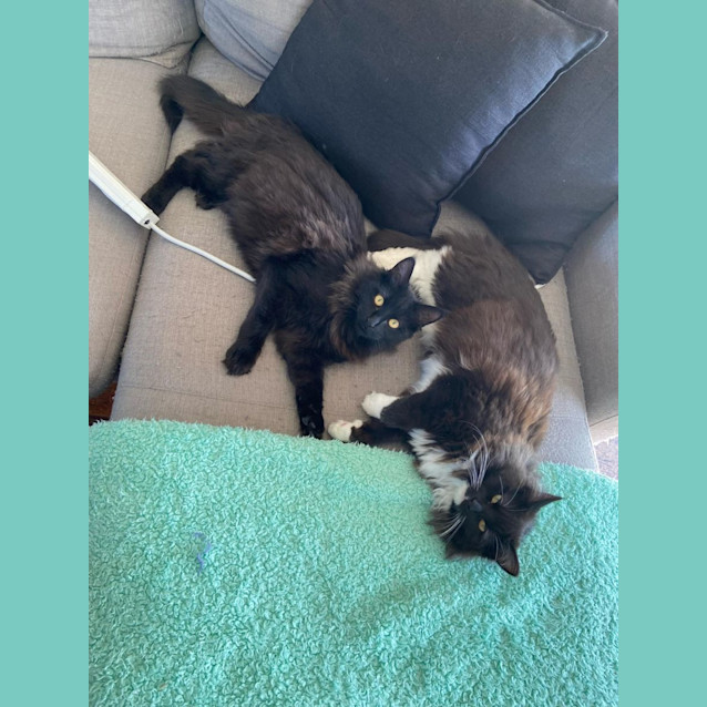 Photo of Bandit & Junior