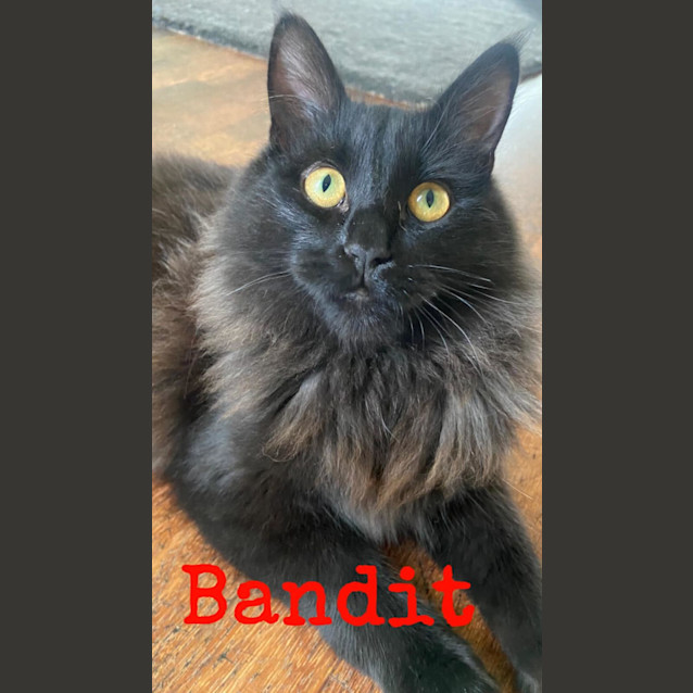 Photo of Bandit & Junior