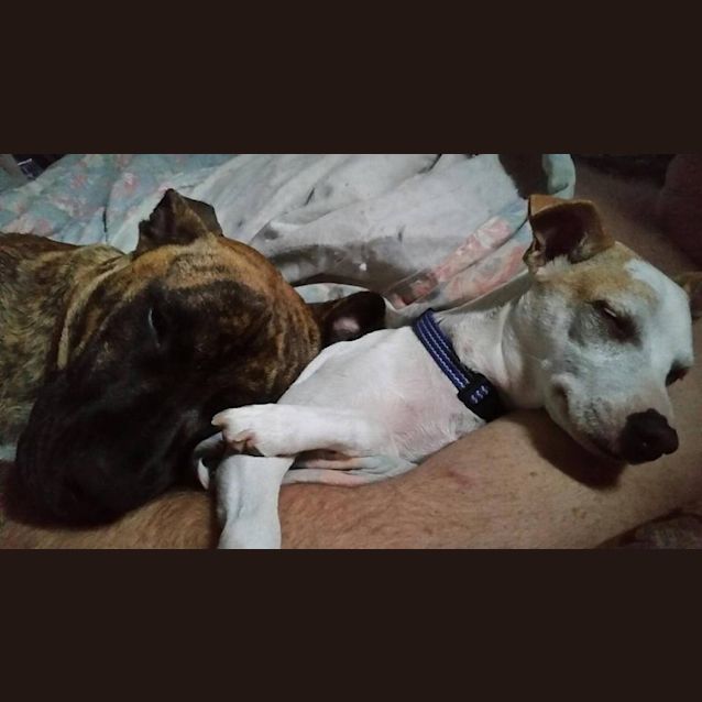 Photo of Ziggy (Adopted By Foster Carer)