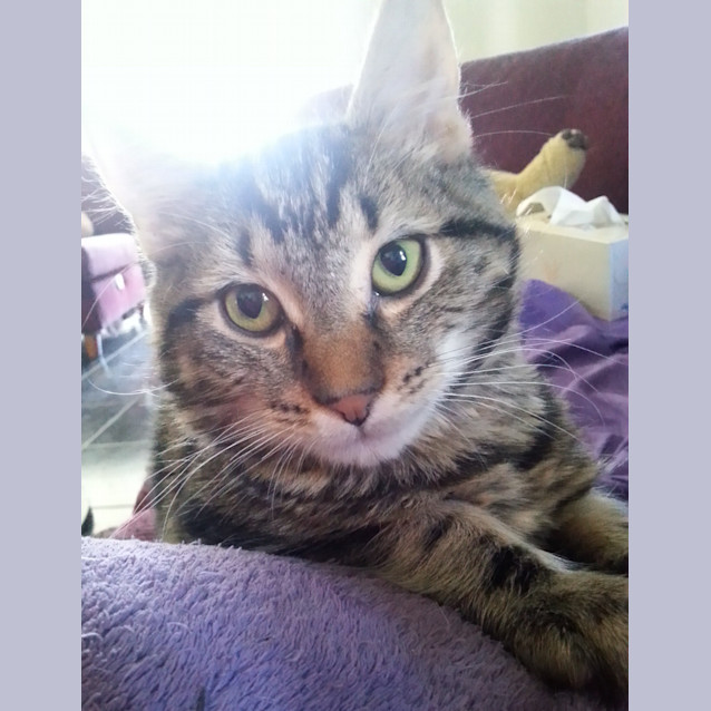 Photo of Perry (Kitteh)