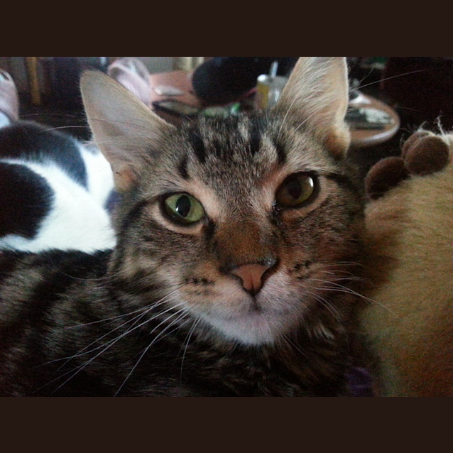 Photo of Perry (Kitteh)