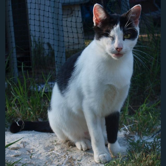 Photo of Marcel (One Eye)