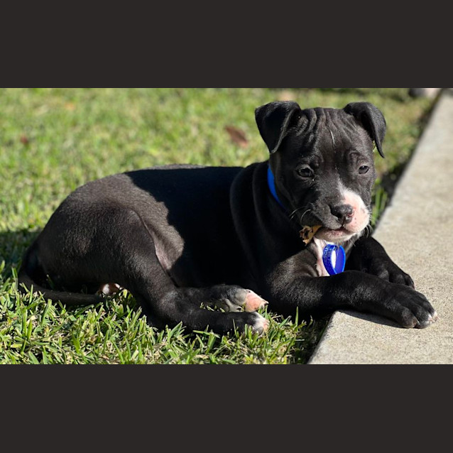 Photo of Arlo   11 Week Old Catahoula X 