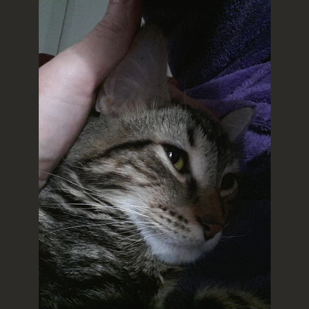 Photo of Perry (Kitteh)