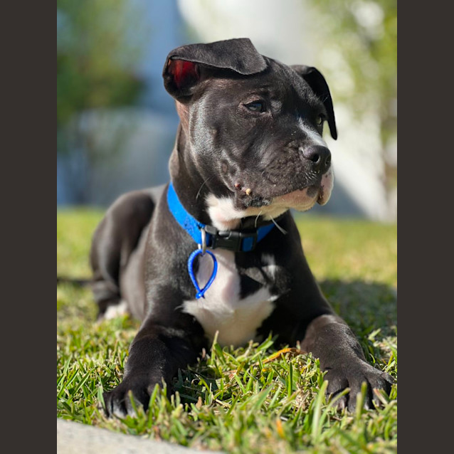 Photo of Arlo   11 Week Old Catahoula X 