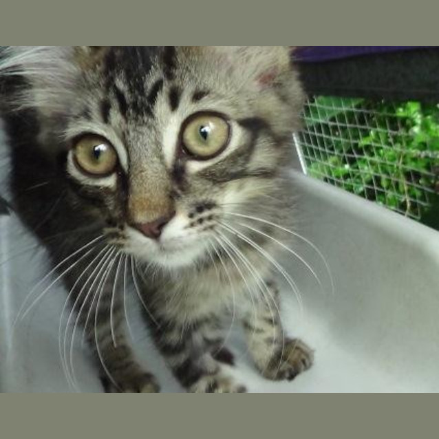 Photo of Kitty Kat