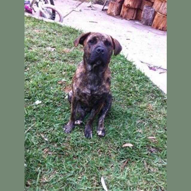 Photo of Buddy 