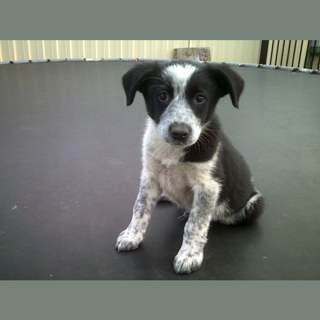 Photo of Otto 