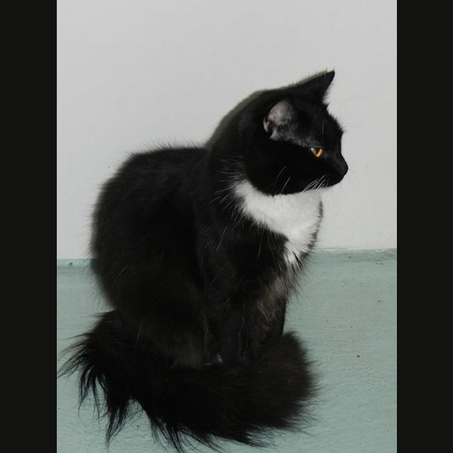 Photo of "Leo"   Purrfect Match