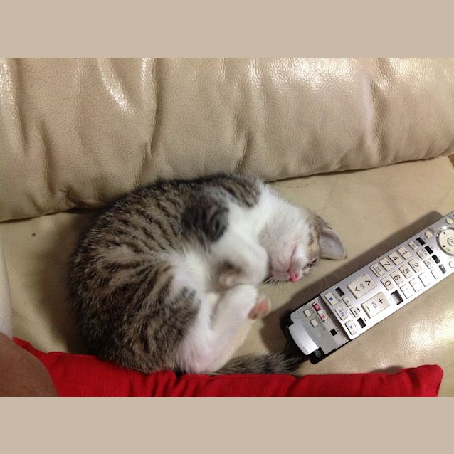 Photo of Olley (Squawks Pet Store)