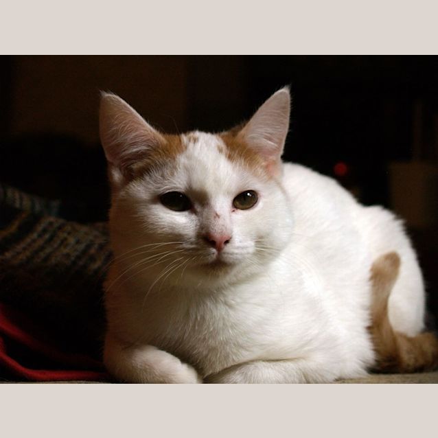 Photo of Fiorello (Fio)