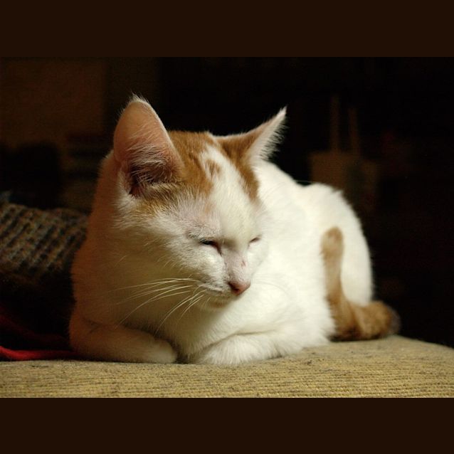 Photo of Fiorello (Fio)