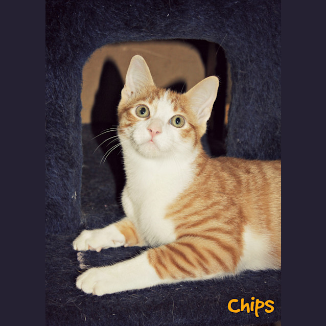 Photo of Chips