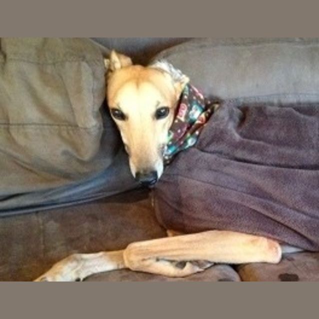 Photo of Dexter
