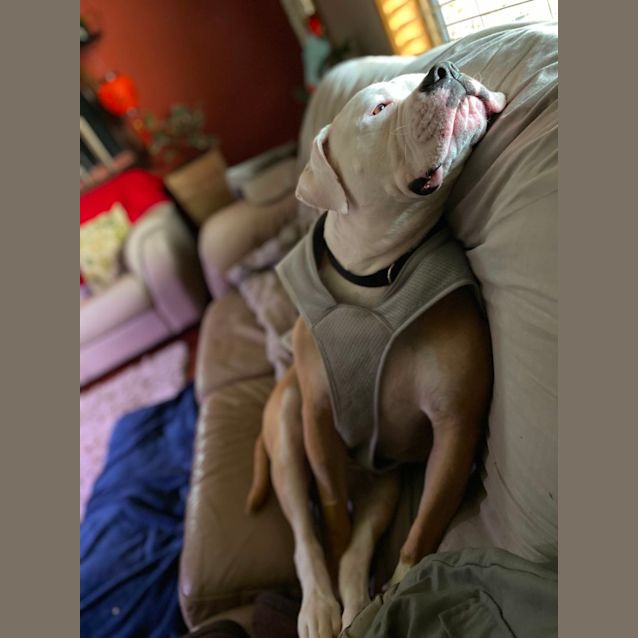 Photo of Baby   2 Year Old American Bulldog (Trial)
