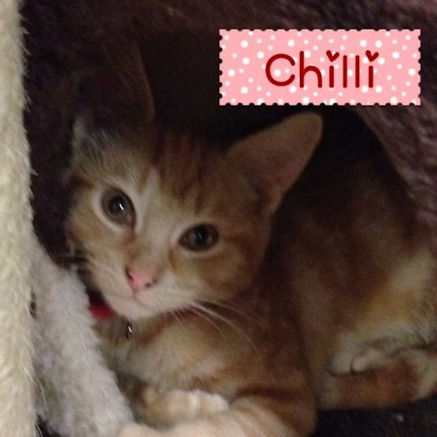 Photo of Chilli