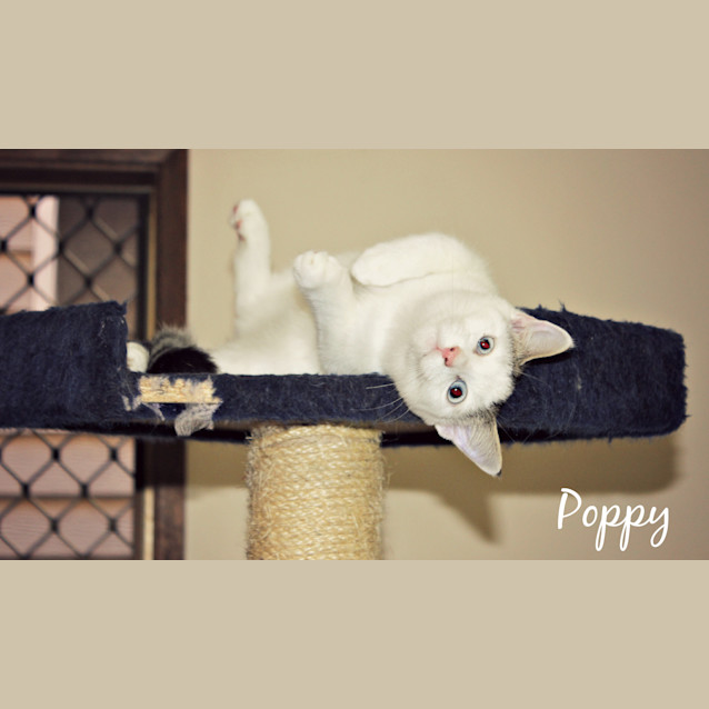 Photo of Poppy