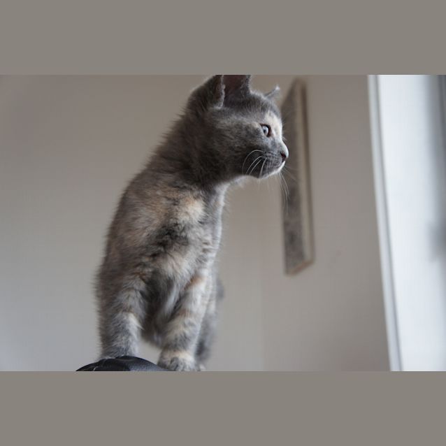 Photo of Bleu