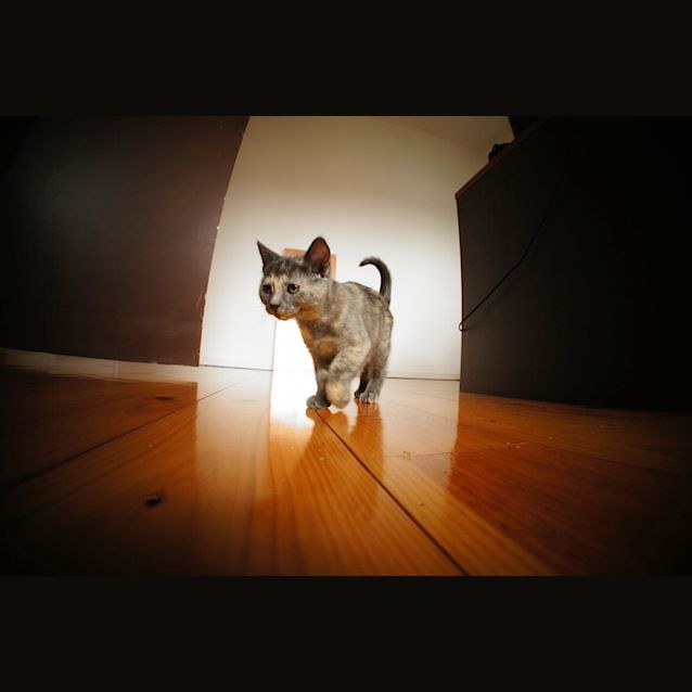 Photo of Bleu