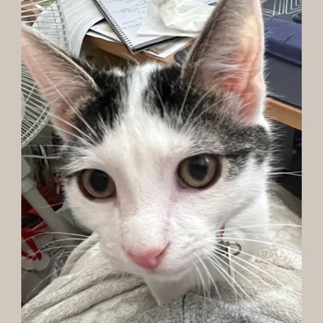 Photo of Julius And Nicole