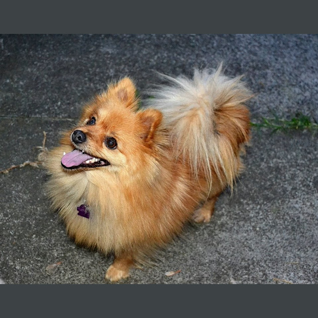 Photo of Toby The Happy Go Lucky Boy