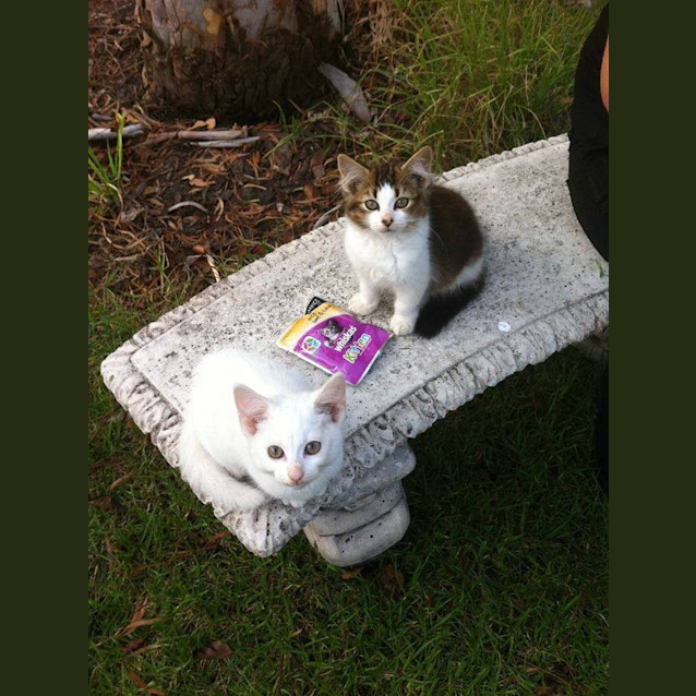 Photo of Marshmellow