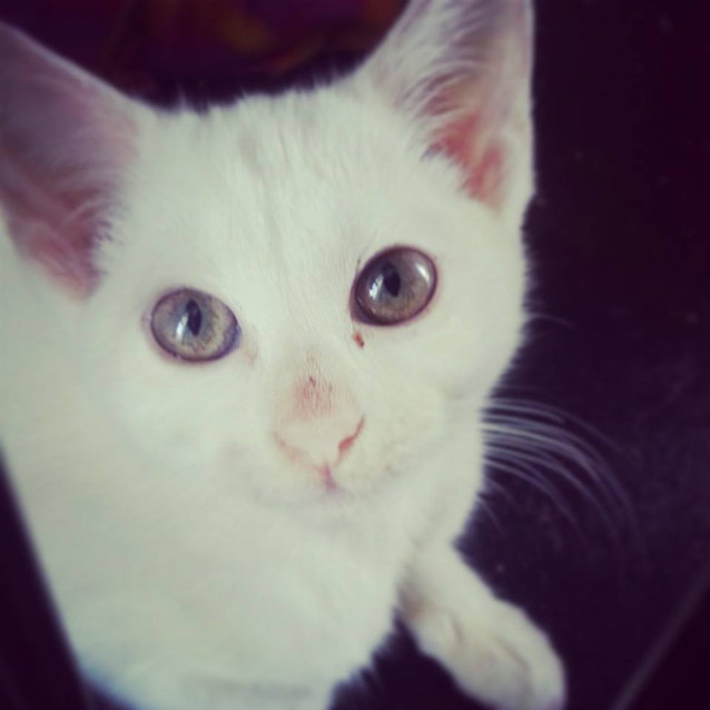 Photo of Marshmellow