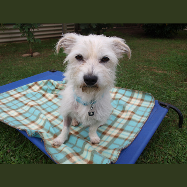 Photo of ***Pippin***