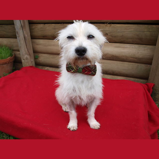 Photo of ***Pippin***