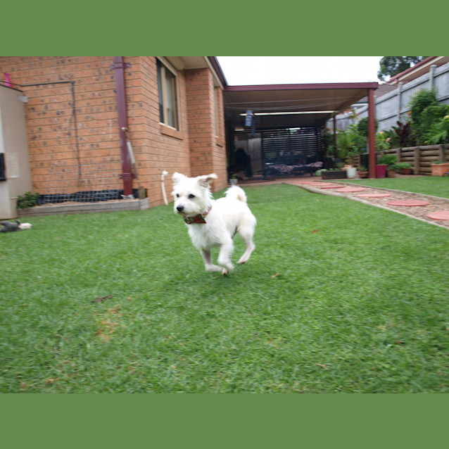 Photo of ***Pippin***